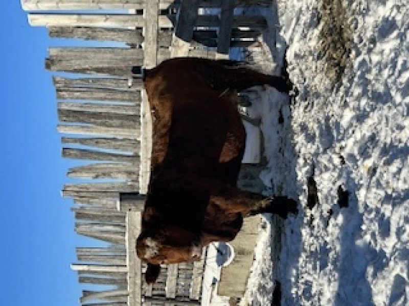 Winnipeg Livestock Sales Ltd. Winnipeg, MB Where Livestock Buyers