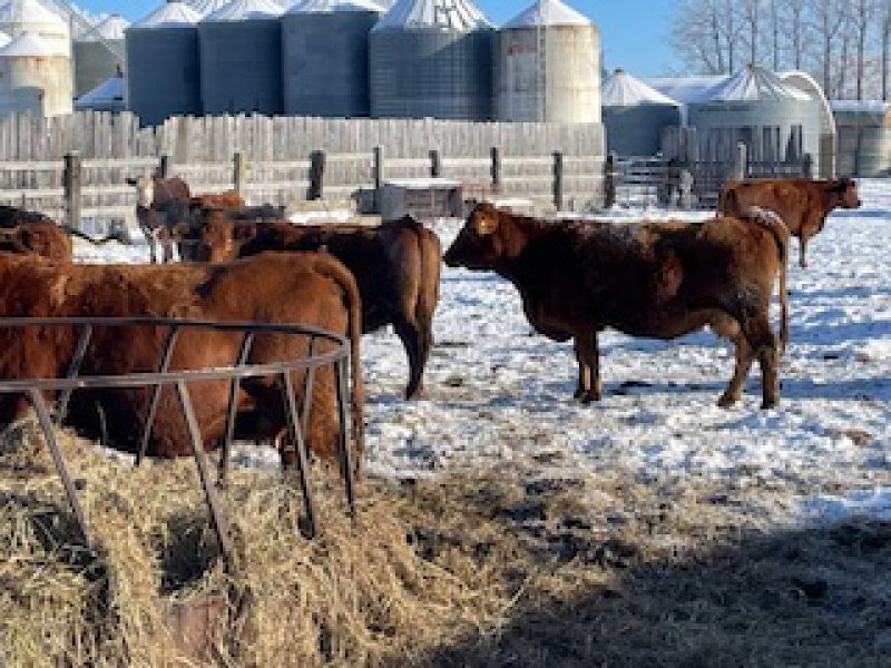 Winnipeg Livestock Sales Ltd. Winnipeg, MB Where Livestock Buyers