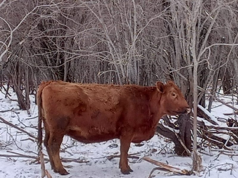 Winnipeg Livestock Sales Ltd. Winnipeg, MB Where Livestock Buyers