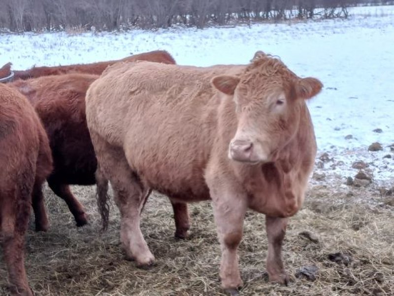 Winnipeg Livestock Sales Ltd. Winnipeg, MB Where Livestock Buyers